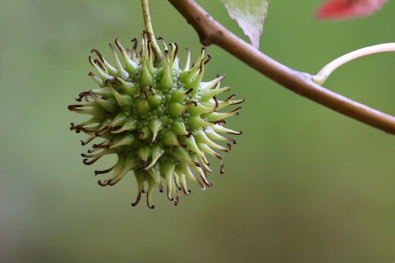 Seasonal Fruits
